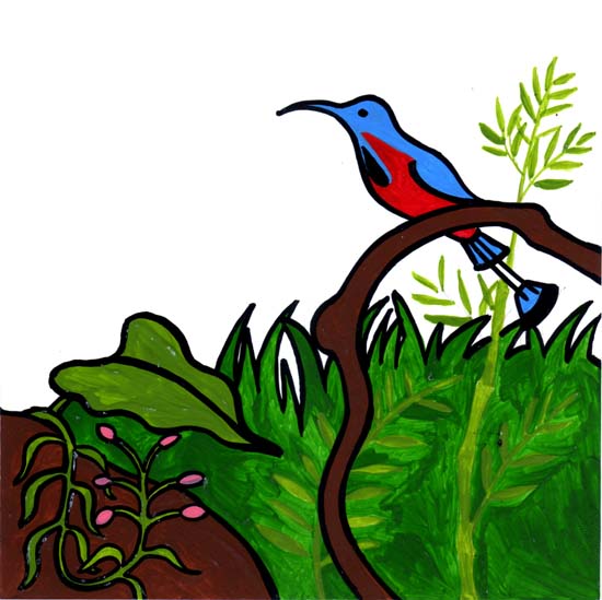 57-colibri2
