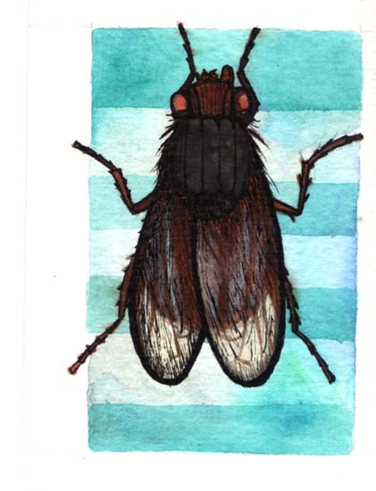 84-mosca