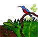 57-colibri2