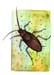 59-cucaracha