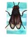84-mosca